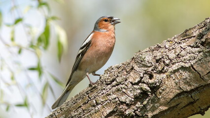 robin on a branch