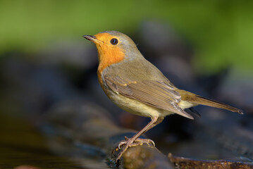 Adult European robin (erithacus rubecula) posing on a wet stick with sweet light near water pond