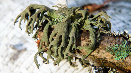 lichen