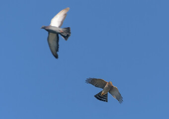 Fast Male Eurasian sparrowhawk (accipiter nisus) chasing pigeon in flight over blue sky - hunter and prey