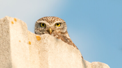 great horned owl on the branch