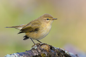 Cute Common Chiffchaff (Phylloscopus collybita) posing curiously on lichen covered tree stump in autumn season 