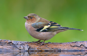 Molting male Chaffinch (Fringilla coelebs) stands on a trunk near a water pond in autumn  