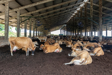 Herd of Jersey dairy cattle in the confinement of a dairy farm in Brazil