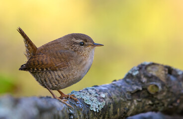 Eurasian wren (troglodytes troglodytes) great posing on lichen covered branch in late summer