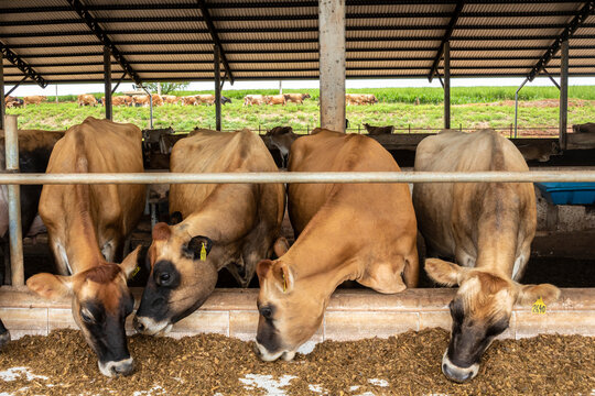 Herd of Jersey dairy cattle in the confinement of a dairy farm in Brazil