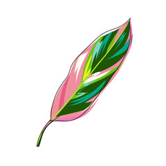 Leaf of exotic calathea stromanthe isolated. Tropical colorful leaf on white. Hand drawn plant element. Cartoon. Vector illustration in pink and green colors.