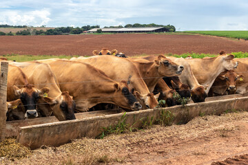 Herd of Jersey dairy cattle in the confinement of a dairy farm in Brazil
