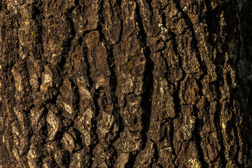 avocado tree trunk wood texture background in Brazil. The rough wood texture