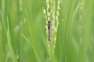 Lime Butterfly in a paddy field in monsoon.