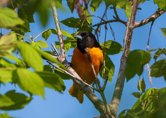 Baltimore Oriole Bird Perched on Branch