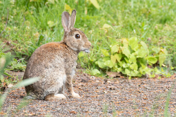 Naklejka na ściany i meble wild rabbit 