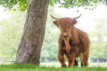 highland cow 