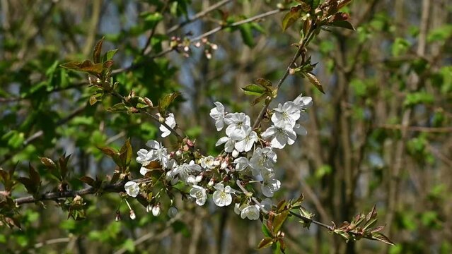 Branch of a sour cherry tree with white blossoms waving in the wind - prunus cerasus