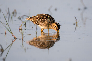 Common Snipe bird in the wetlands with use of selective focus