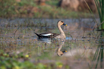 Spot billed duck bird swimming with use of selective focus