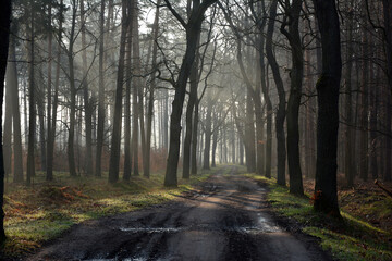 droga w lesie o poranku z mgłą © Hanna