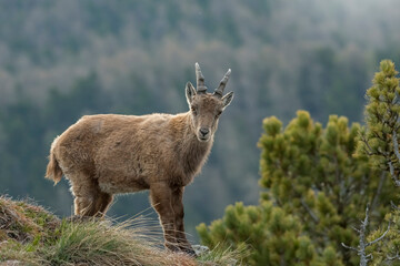 Female alpine ibex (Capra ibex) standing on the border of a cliff, Piedmont Alps, Italy, May.