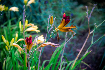 Arboretum Walkthrough Day With Ducks