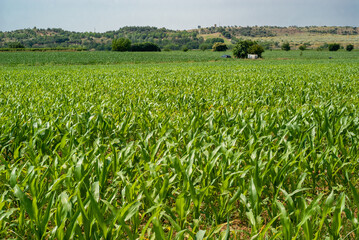 Fototapeta na wymiar Campos de cultivo de maíz que se extienden en la lejanía, bajo el sol del mediodía.
