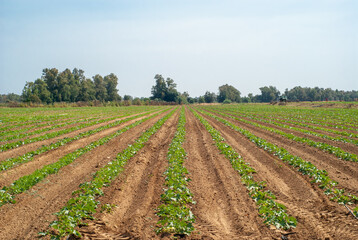 Fototapeta na wymiar Hileras o surcos de un campo de cultivo de calabacines.