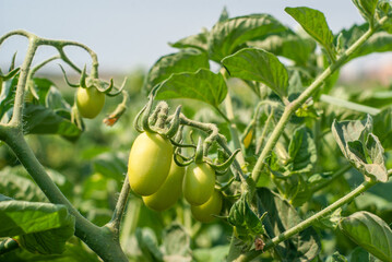 Primer plano de unos tomates en una planta en el campo de cultivo, bajo el sol de mediodía.
