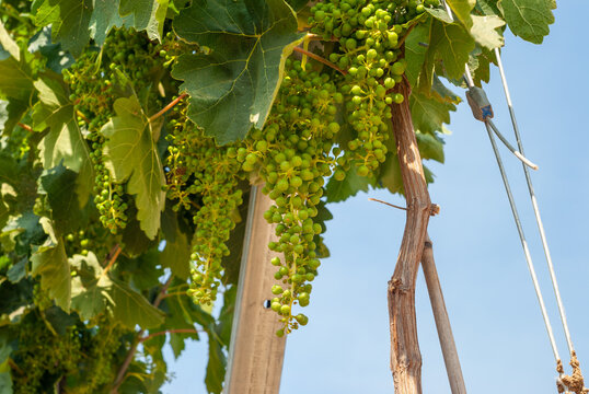 Primer plano de unas uvas en fase de desarrollo, en un vi&ntilde;edo en espalderas.