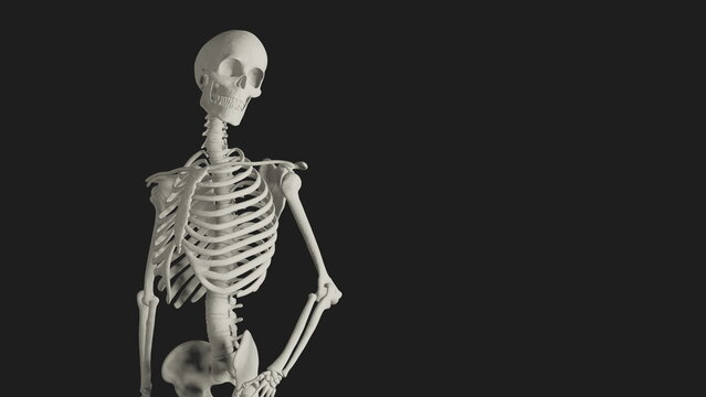 skeleton posing 3d render illustration with black background	