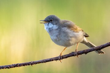 Whitethroat