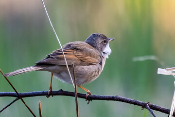 Whitethroat