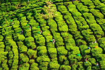 Tea plantation nature background landscape