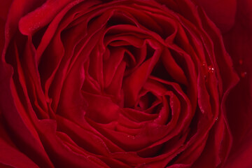 Naklejka premium dark red rose flower covered with dew drops