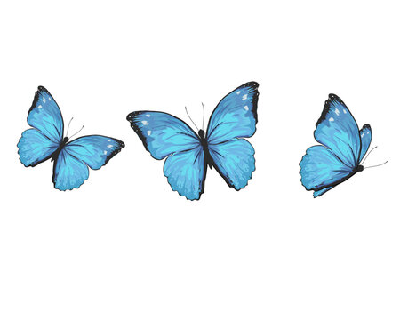 butterfly watercolor hand drawn design