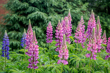 Lupine flowers in the evening light on a background of greenery