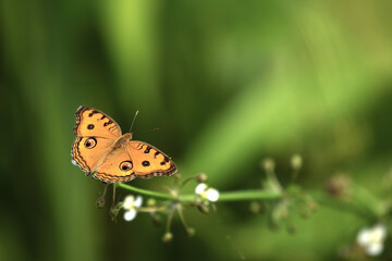 A beautiful Peacock Pansy (Junonia almana) Butterfly
