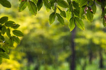raining shower drop on leaf tree, close up of rainfall in jungle,Heavy Rain Falling on Tree Leaves in forest. droplets fixed on green leaves, Raining day in tropical forest. Raindrop in deep jungle.