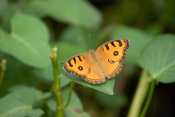 Fototapeta premium A beautiful Peacock Pansy (Junonia almana) Butterfly