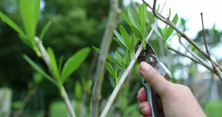 Hand cutting or pruning branch closeup