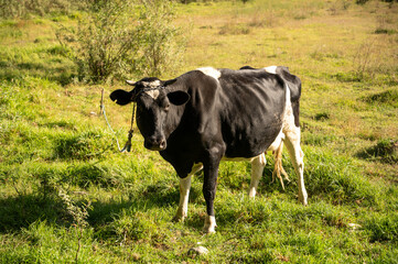 Animal Cow