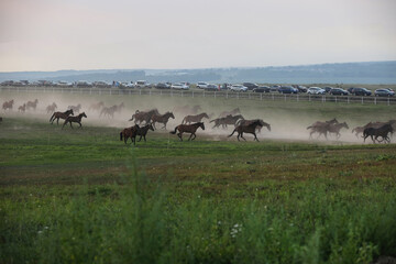 Fototapeta na wymiar A herd of horses in a field runs in the dust at sunset, on a blurry background in the distance, a highway with cars