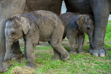 asian baby elephant not African elephant stand run and fun under mother leg to play. Elephant...