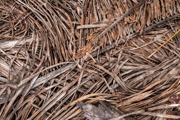 Many dry decaying tropical coconut brown leaf on ground soil after coconut leaves fall from top of coconut tree.