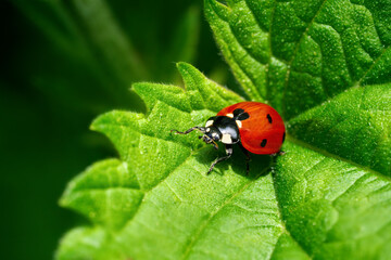 Marienkäfer auf einem grünen Blatt mit gezacktem Rand