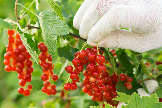 gloved hands holding red currant branches on a bush front view blurred background