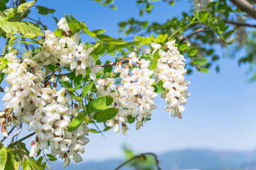 かわいいニセアカシアの花