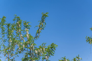 青空とニセアカシアの花