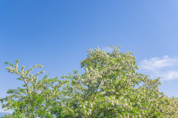 青空とニセアカシアの花
