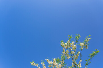 青空とニセアカシアの花