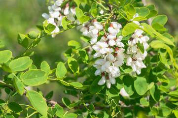 ニセアカシアの花