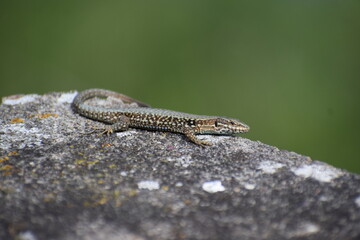 green Wall Lizard